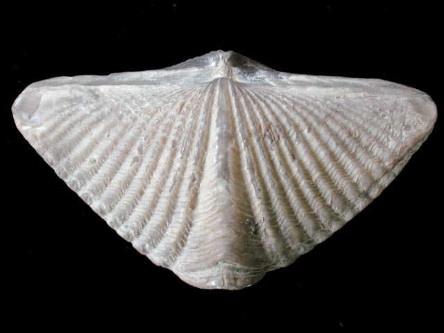 腕足類 Brachiopod: 石燕の巻