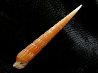Terebra mactanensis