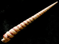 Terebra fujitai