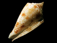 Conus spirofilis