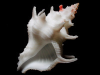 Babelomurex armatus